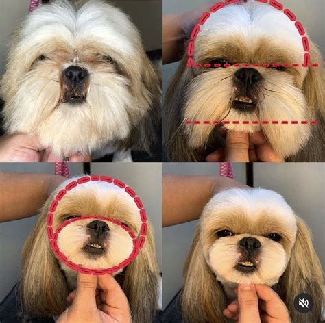 7 Common Behavioral Problems In Shih Tzu And How To Solve Them Artofit