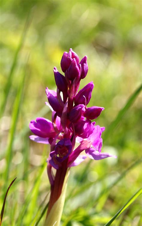 Orchis Mascula Ssp Mascula Early Purple Orchid Orchid Flickr