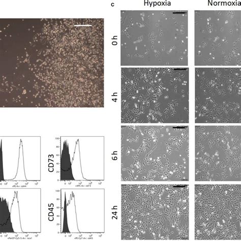 Characterization Of Murine Mscs A Morphology Of Primary Mscs Download Scientific Diagram