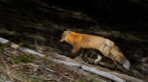 FoxRed Fox Sparky Stensaas