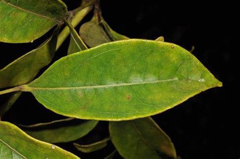 Polyscias Aherniana Araliaceae Image At Phytoimages Siu Edu