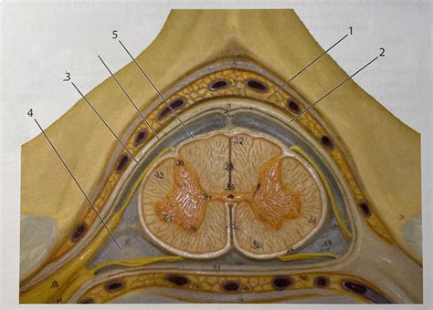 Spinal Cord Meninges Diagram Quizlet