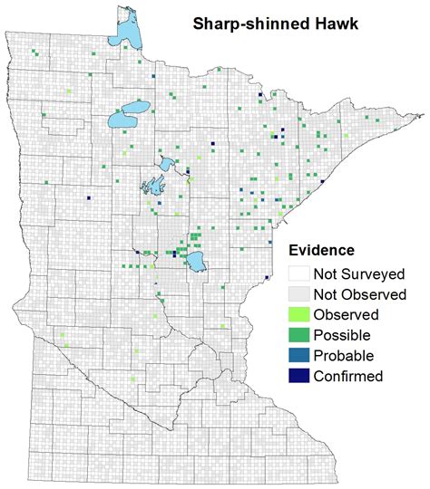 Sharp-shinned Hawk : Minnesota Breeding Bird Atlas