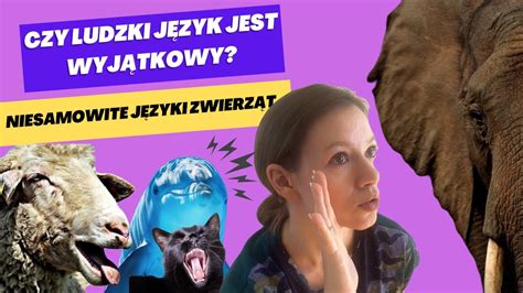 Czy ludzki język jest wyjątkowy Niesamowite języki zwierząt YouTube