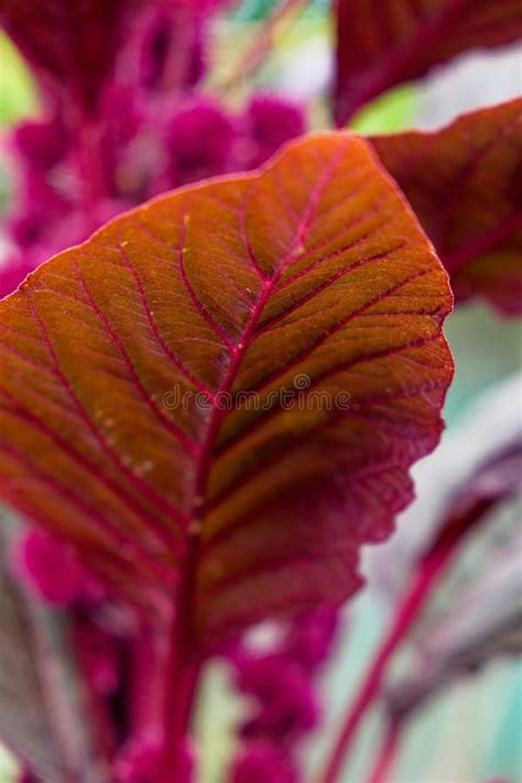 Crimson Amaranth Plant Leaf Close Up Amaranthus Cruentus Is A