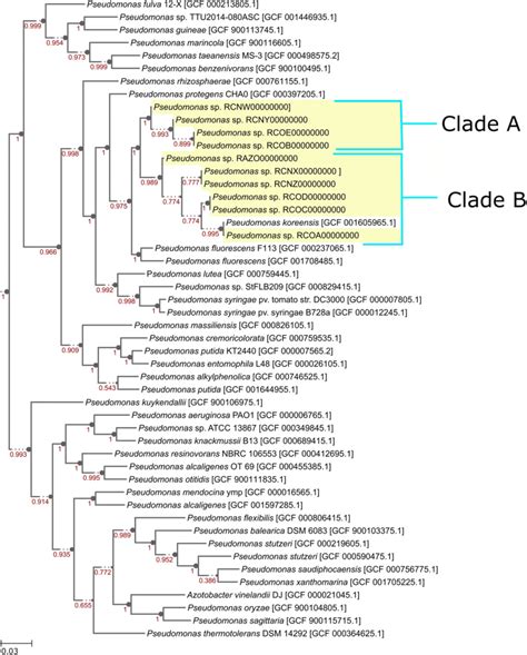 Phylogenetic Tree Of The Newly Constructed Genomes With Two Distinct