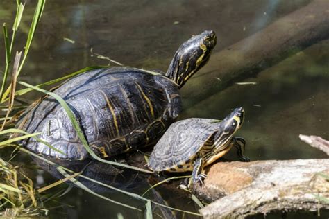 Conectado Gritar Catastr Fico Que Comen Las Tortugas De Agua Dom Sticas