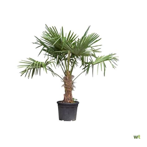 Chinese Waaierpalm Trachycarpus Fortunei H Cm St H Cm Boom