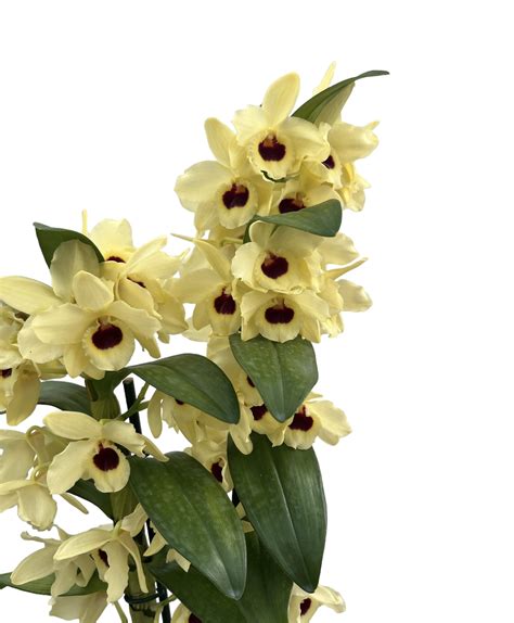 Dendrobium Nobile Pink Comet King Akatsuki Sw