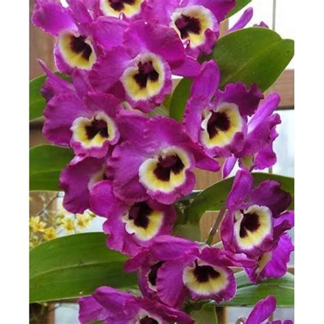 Jual Promo Tanaman Hias Anggrek Epidendrum Shopee Indonesia