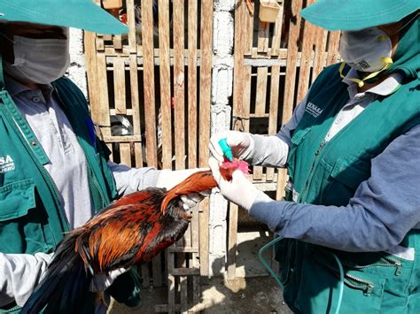 Vacunan a más de 388 mil aves para prevenir la enfermedad de Newcastle