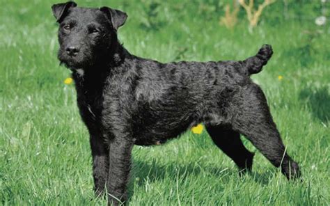 Long Haired Patterdale Terrier Appearance And Temperament