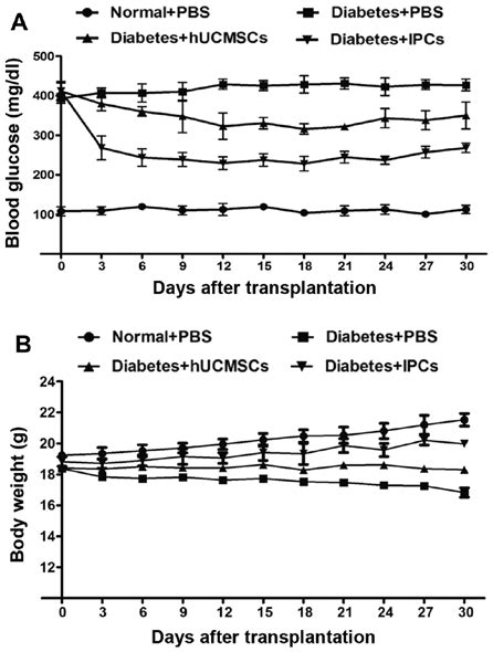 Reversal Of Hyperglycemia After IPC Transplantation Diabetic Mice