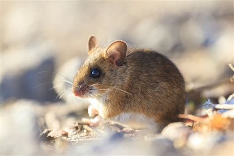 Field Mouse Images – Browse 15,046 Stock Photos, Vectors, and Video | Adobe Stock