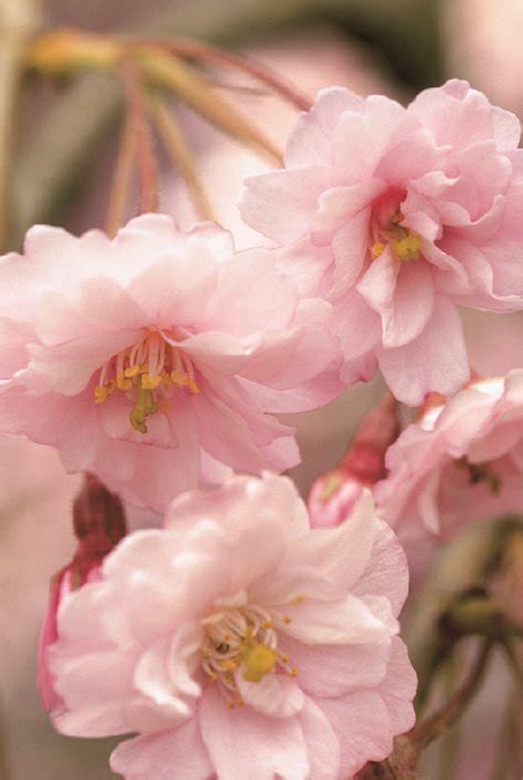 Flowering Cherry Trees Grow An Ornamental Cherry Blossom Tree Garden