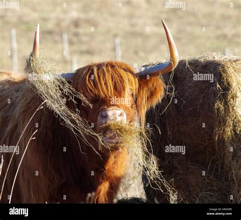 Highland Cattle Cows In Field Sheffield Uk Stock Photo Alamy