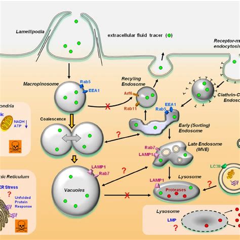 A Working Model Of Methuosis Nascent Macropinosomes Generated From