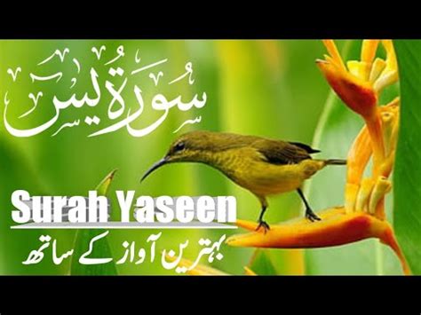 Beautiful Quran Recitation Surah Yaseen Episode 01