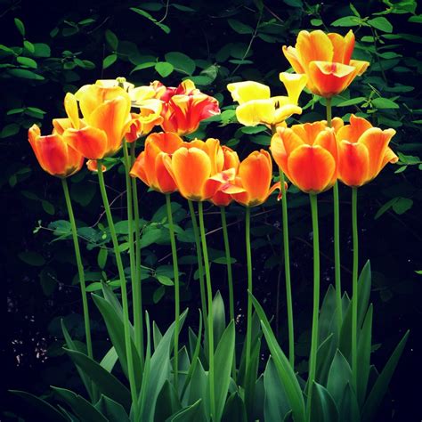 Free Images Nature Flower Petal Tulip Bouquet Spring Green