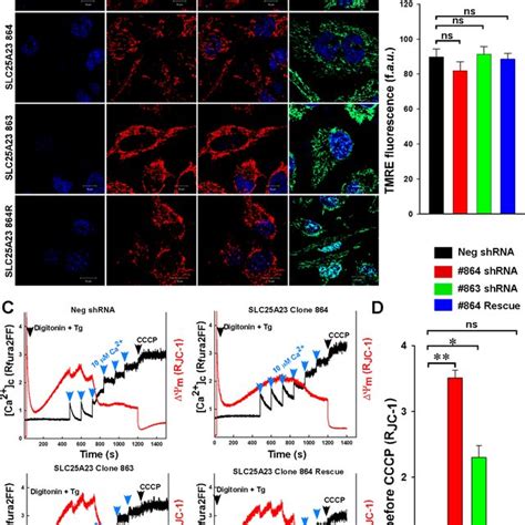 RNA Interference Mediated Silencing Of SLC25A23 SLC25A24 And SLC25A25