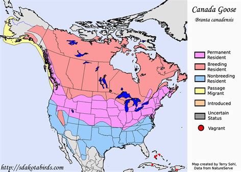 Canada Geese Migration Map Secretmuseum