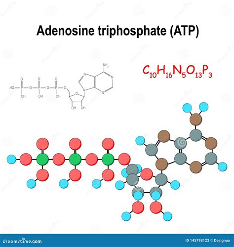 ATP F Rmula Qu Mica E Modelo Estruturais Do Triphosphate De Adenosina