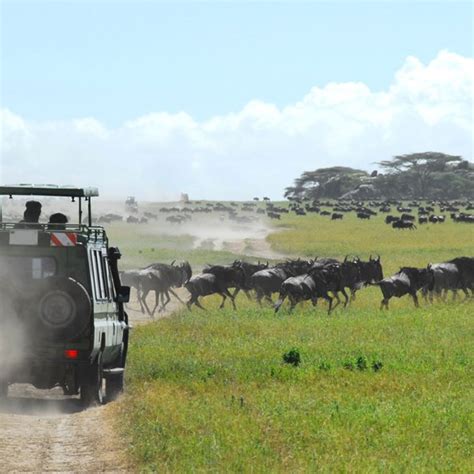 Wildebeest Calving | Best Tanzania Safari Experiences | Art Of Safari