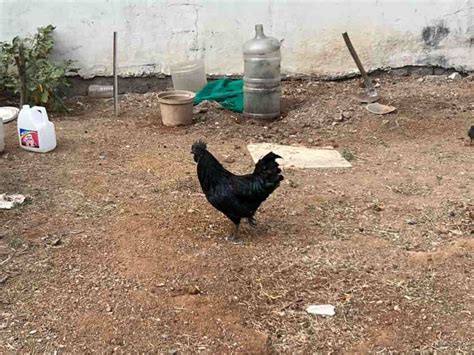 Kadaknath Chicken Farming In India Exploring Profitable Black Chicken