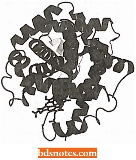 multigene families types evolution  examples bds notes