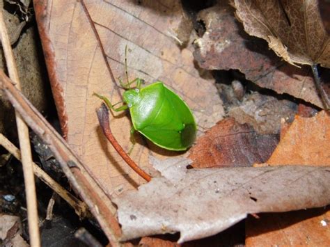 ツヤアオカメムシ 園橋軒太郎のその場しのぎな日々（旧yahooblogより移行）