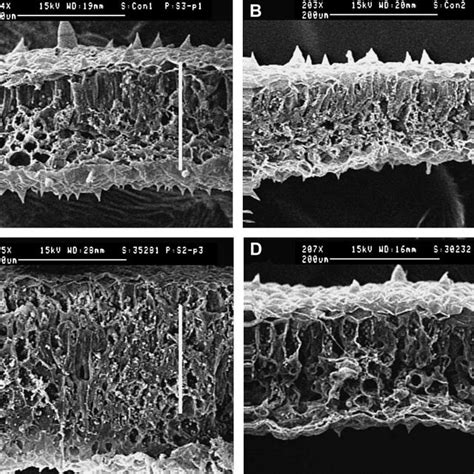 Leaf Cross Section Sem Images At Magnification Of Salvia Splendens