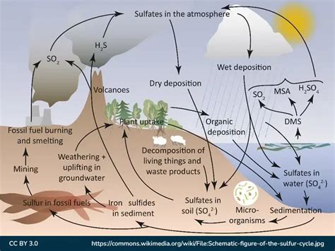 Sulfur Cycle - Steps, Diagrams, & its Importance - GeeksforGeeks