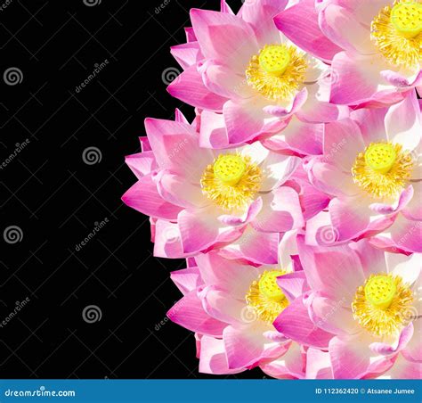 Lotus Flower on Black Background. Stock Photo - Image of beautiful ...