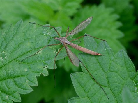 Tipula Paludosa 1 Hannco Bakker Flickr