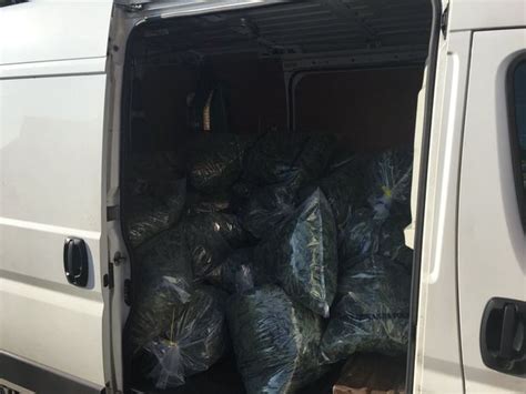 Cops Seize £2 5million Worth Of Cannabis And Faeces Covered Weapon