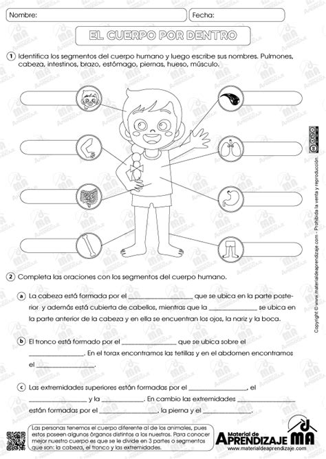 El Cuerpo Por Dentro Segundo Grado Material De Aprendizaje