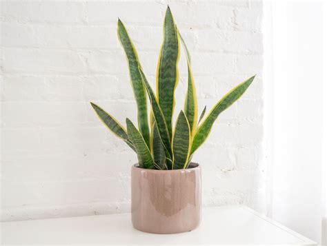 Snake Plant: Care & Growing Guide