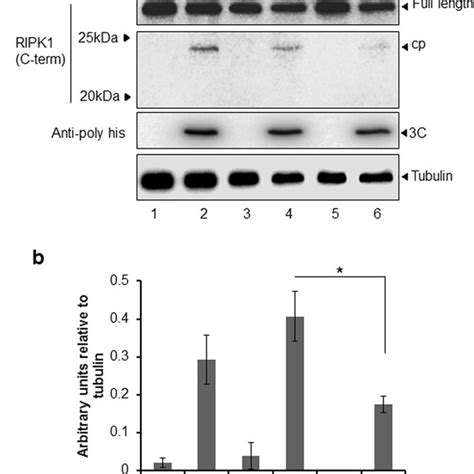 Proposed Model Of RIPK1 Cleavage By HRV 3C Within The Caspase 8