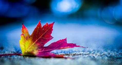 Wallpaper Winter Fall Nature Colors Leaves Canon Leaf Bokeh