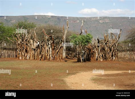 kraal  protecting cattle swazi village swaziland south africa