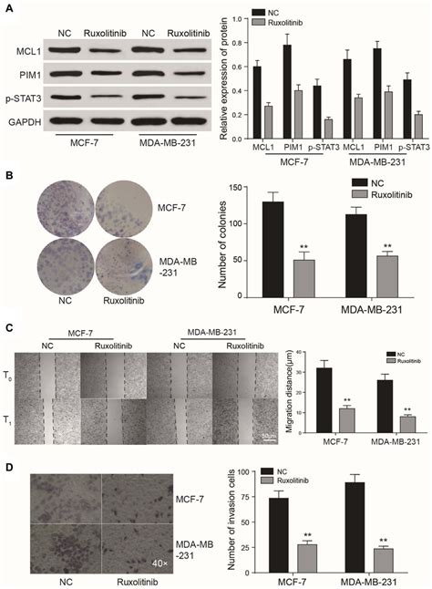 Egfr And Stat3 Affect Tumor Growth Through Jakstat3 Signaling A D