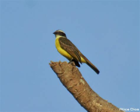 Bentevizinho De Penacho Vermelho Myiozetetes Similis Flickr