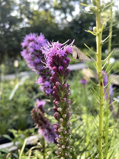 Liatris spicata – Gino's Nursery