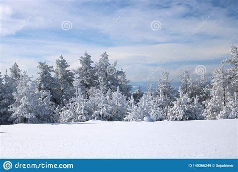 Spruce Tree Forest Covered By Snow In Winter Stock Image Image Of