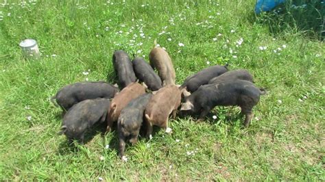 Newly Trained Pigs On Pasture Youtube