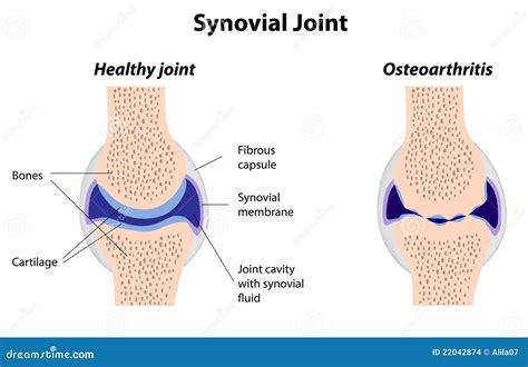 Synovial Joint Structure Stock Images - Image: 22042874