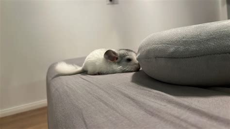 what happens if chinchilla biting for beginners 2