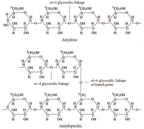 Chemical Structure Of Starch