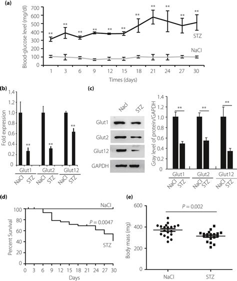 Streptozocin STZ Induces Hyperglycemia In Zebrafish A Blood