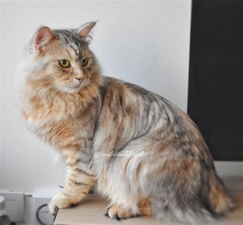 La Couleur Sunshine Une Nouvelle Robe Chez Le Chat Sibérien — The Little Carnivore